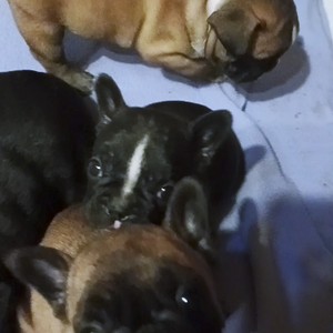 Click here to see our 2026 Frenchie puppies!