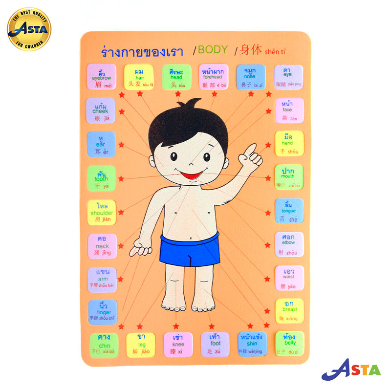 Thumbnail: Our Body Vocabulary Set (26 Terms) - English, Chinese, Thai ASTA
