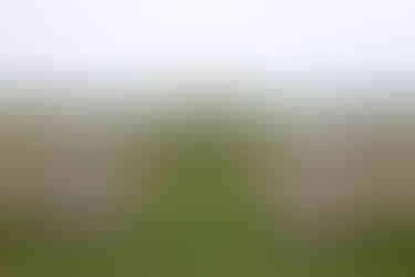 Vineyard wedding ceremony in Niagara-on-the-Lake photographed by Niagara wedding photographer