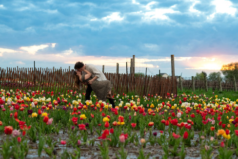 Romantic Niagara-on-the-Lake proposal photography in colourful tulip fields at sunset.