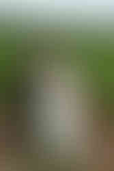 Niagara wedding Sue-Ann Staff Estate Winery