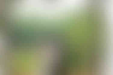 intimate Stonewall Estates wedding in the Niagara Region