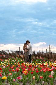 Candid engagement photos captured after a surprise proposal in Niagara tulip fields with glowing evening light.