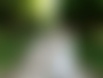 Surprise proposal at Niagara Falls Botanical Gardens surrounded by lush greenery and garden pathways.