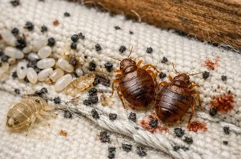 bedbug2.webp