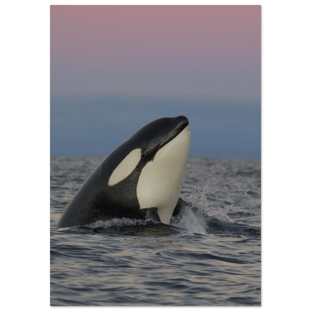 Orca Aluminum Print