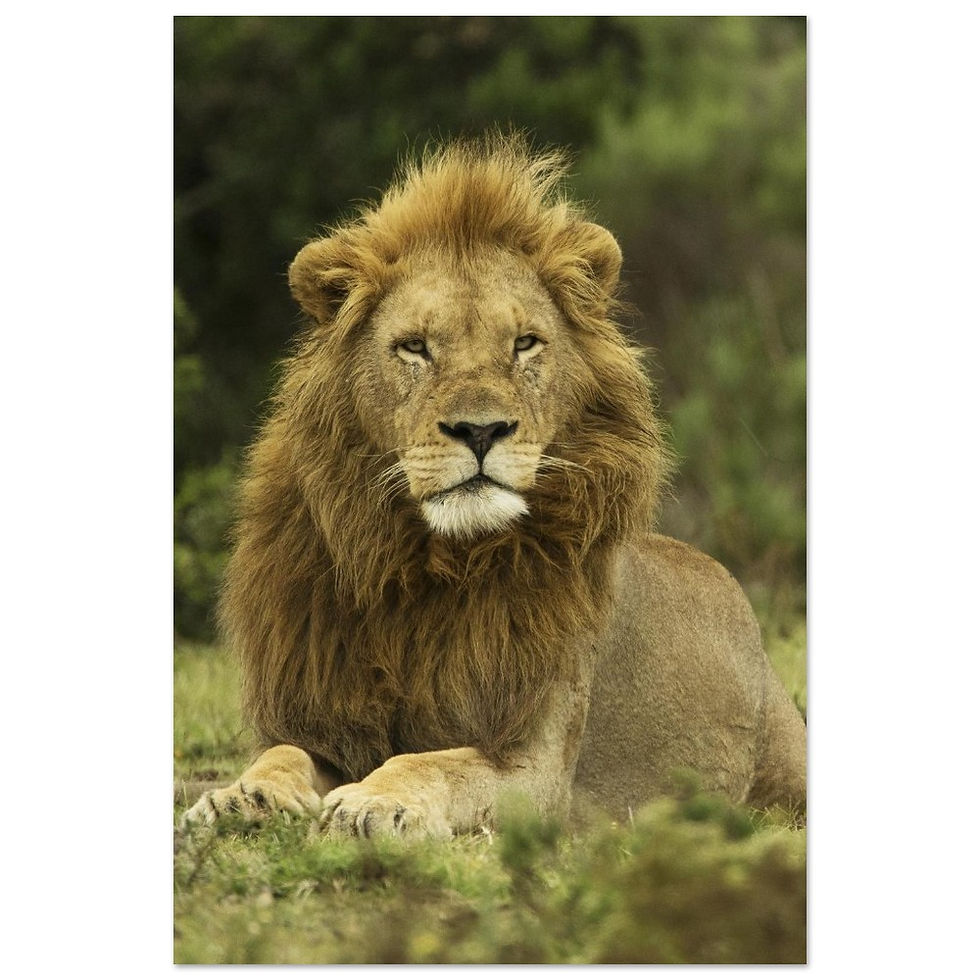 Thumbnail: Lion Aluminum Print