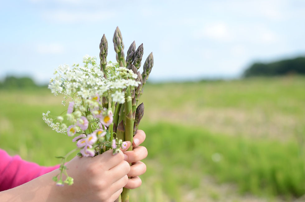 Asperges et santé : 7 bienfaits méconnus