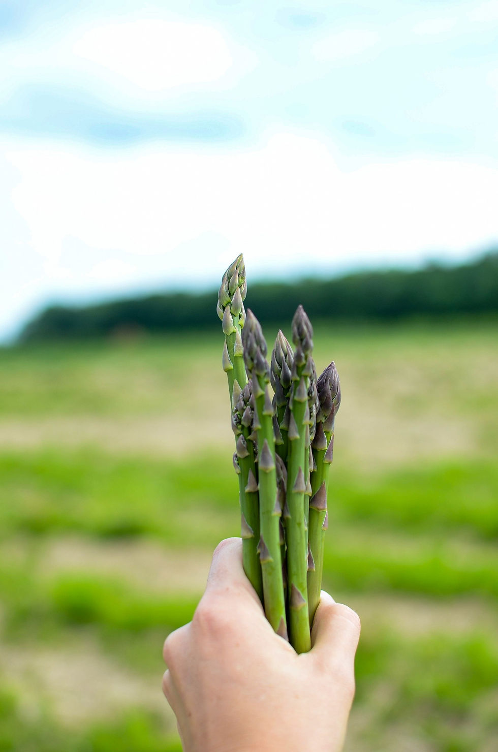 Asperge vignoble.jpg
