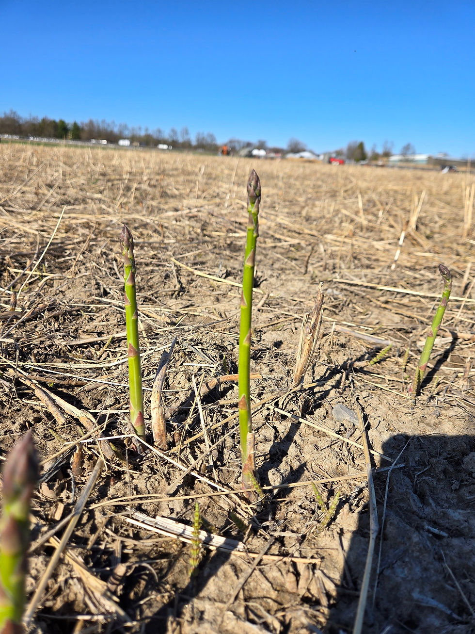 5 erreurs courantes avec les asperges