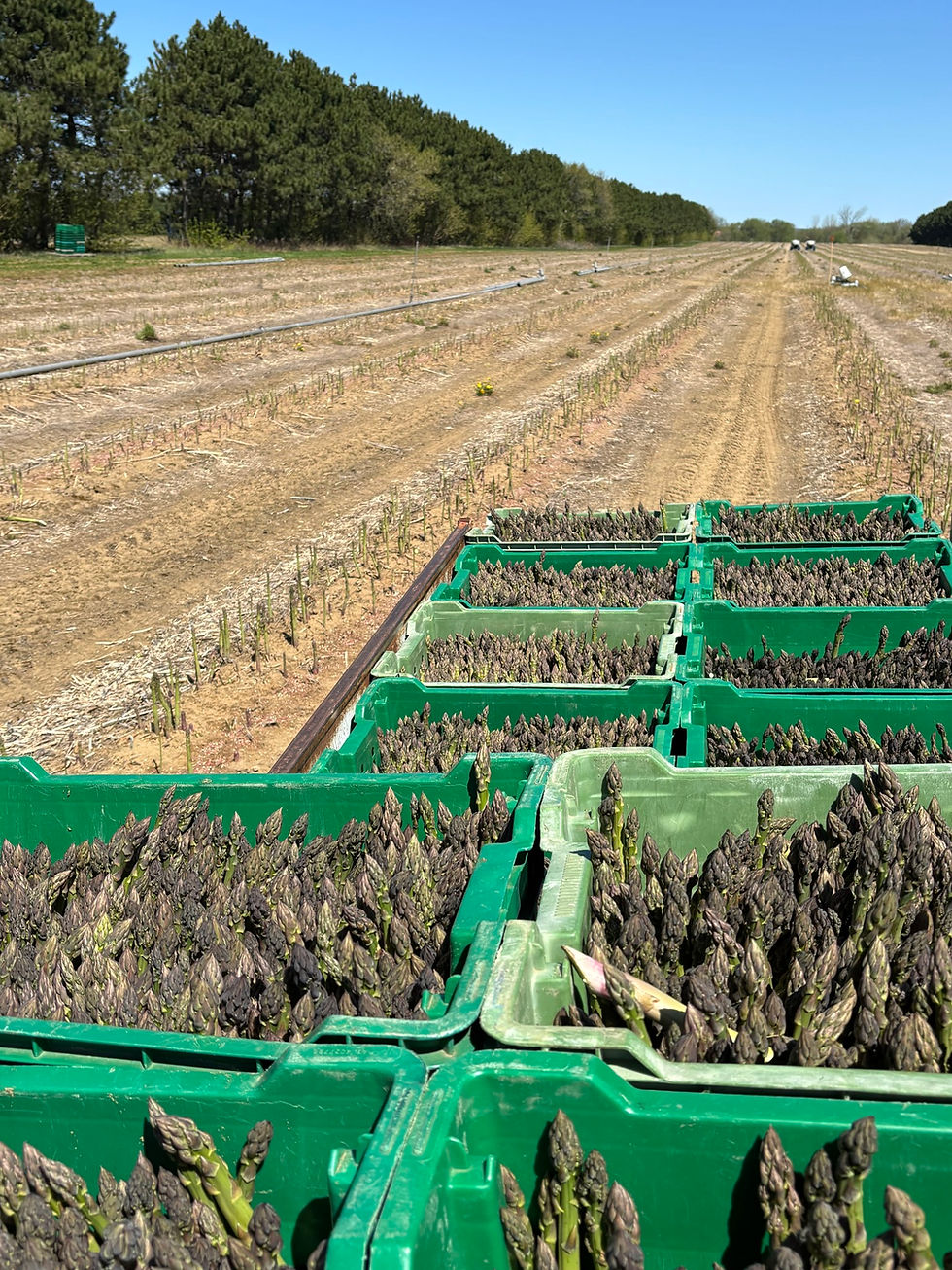 Asperge Lanaudiere 04.jpg