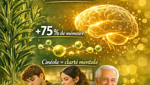 🌿 Le romarin : une bouffée d’intelligence naturelle