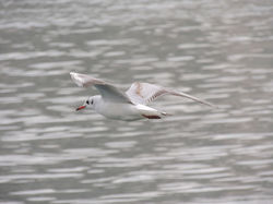 Gabitota