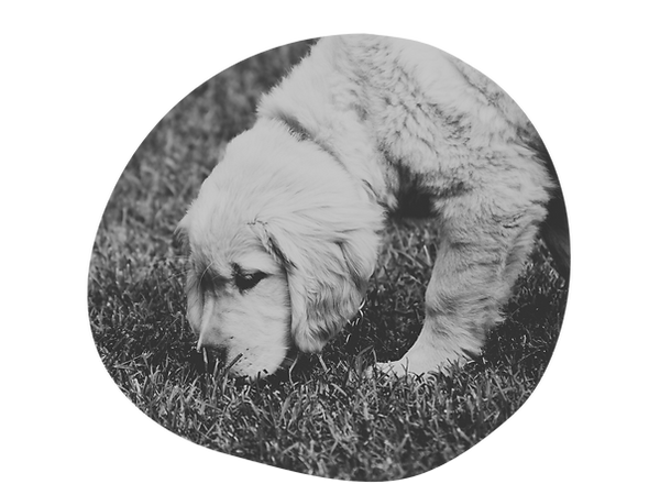 curiosity - puppy sniffing