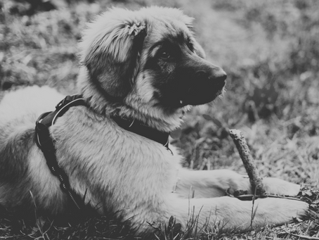 8 Questions You Should Ask Yourself Before Getting a Puppy