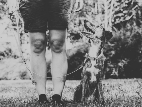 Top Five Life Skills You Should Teach Your Puppy Right Away