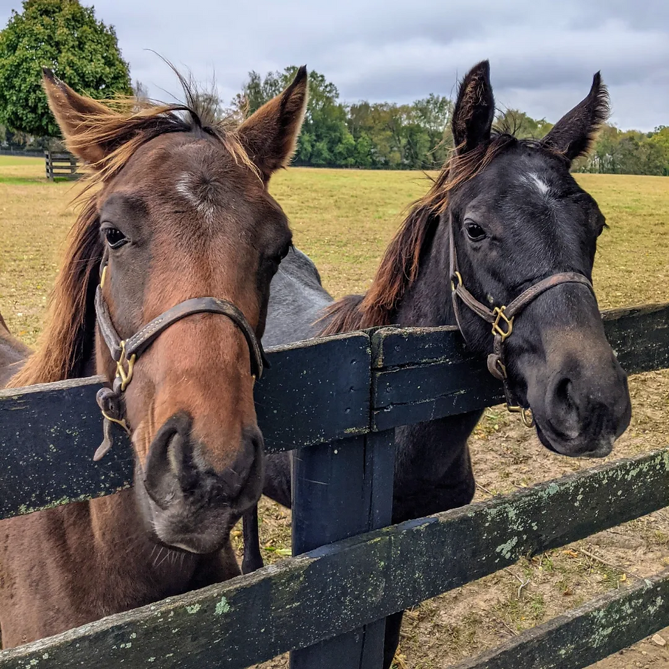 Two young horses looking over a fence at Mill Ridge Farm