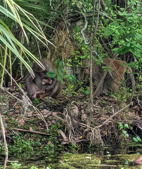 a family of monkeys at Silver Springs State Park sitting on the river bank