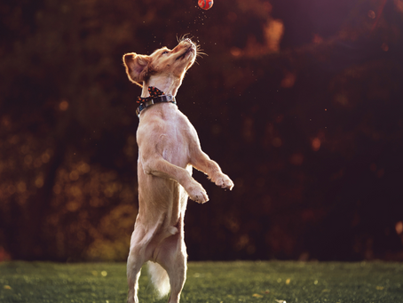 Beyond Fetch: Interactive Personalised Dog Toys[PW3/2]