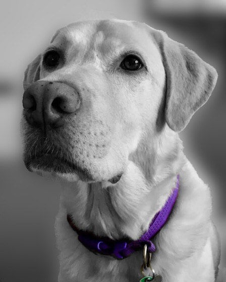 Purple Dog Craft Logo.jpeg