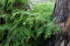 Scrambling Coral Fern
