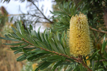 Silver Banksia Flower