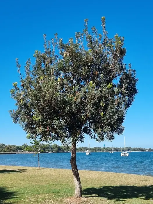 Coast Banksia Tree