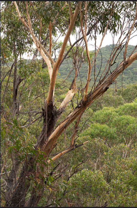Sydney Peppermint Tree