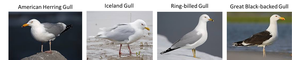Fotos tomadas de internet.