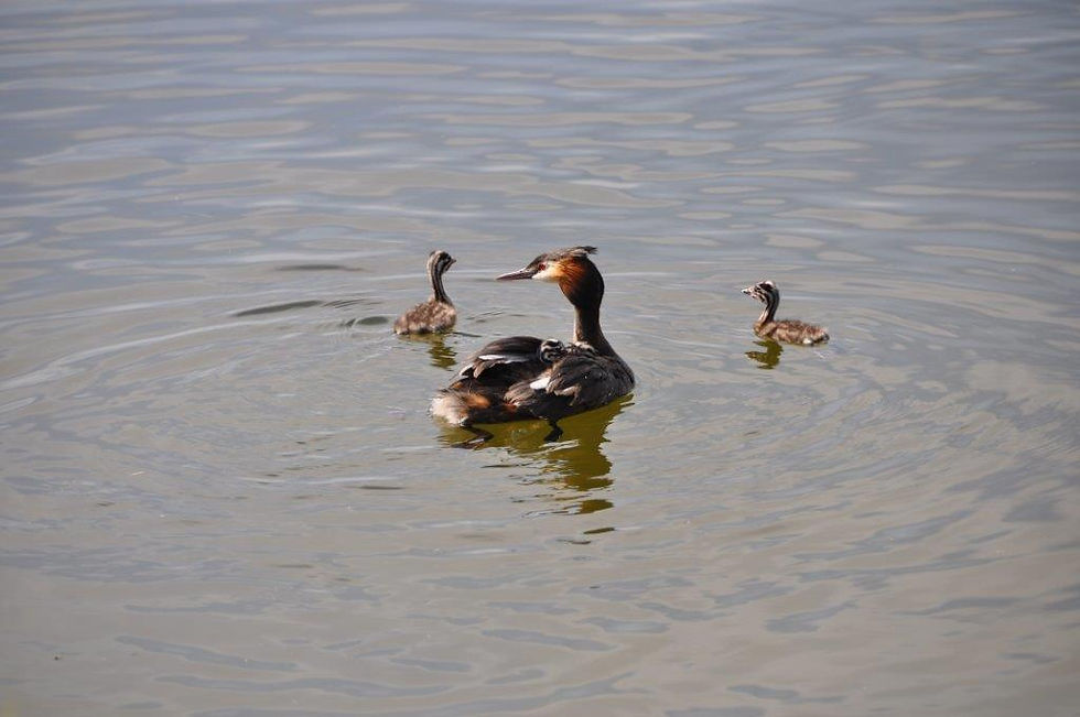 DSC_0659.jpg