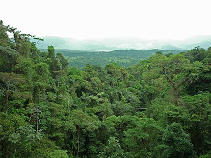 rain-forest-vs-cloud-forest1.jpg
