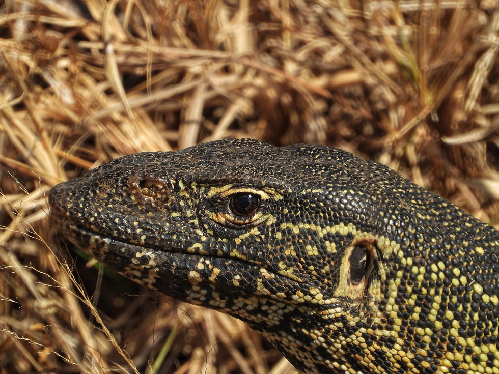 Water Monitor on a game drive in Dinokeng