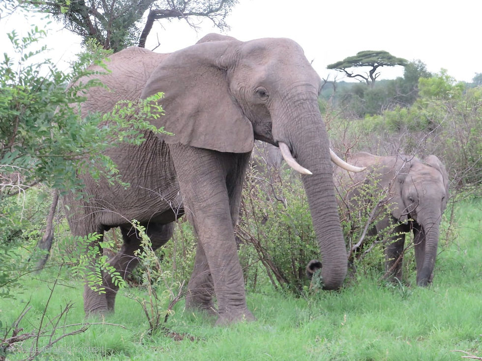 elephant 1.jpg
