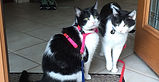 Thai & Kato Maia Kincaid_edited.jpg