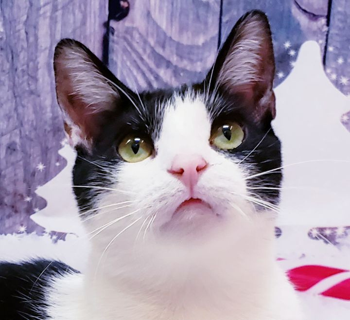 Kato the cat Animal Communication World.Com