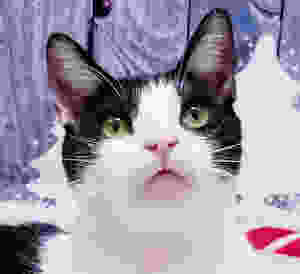 Kato the cat Animal Communication World.Com