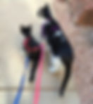 Animal Communication Thai with Kato Maia