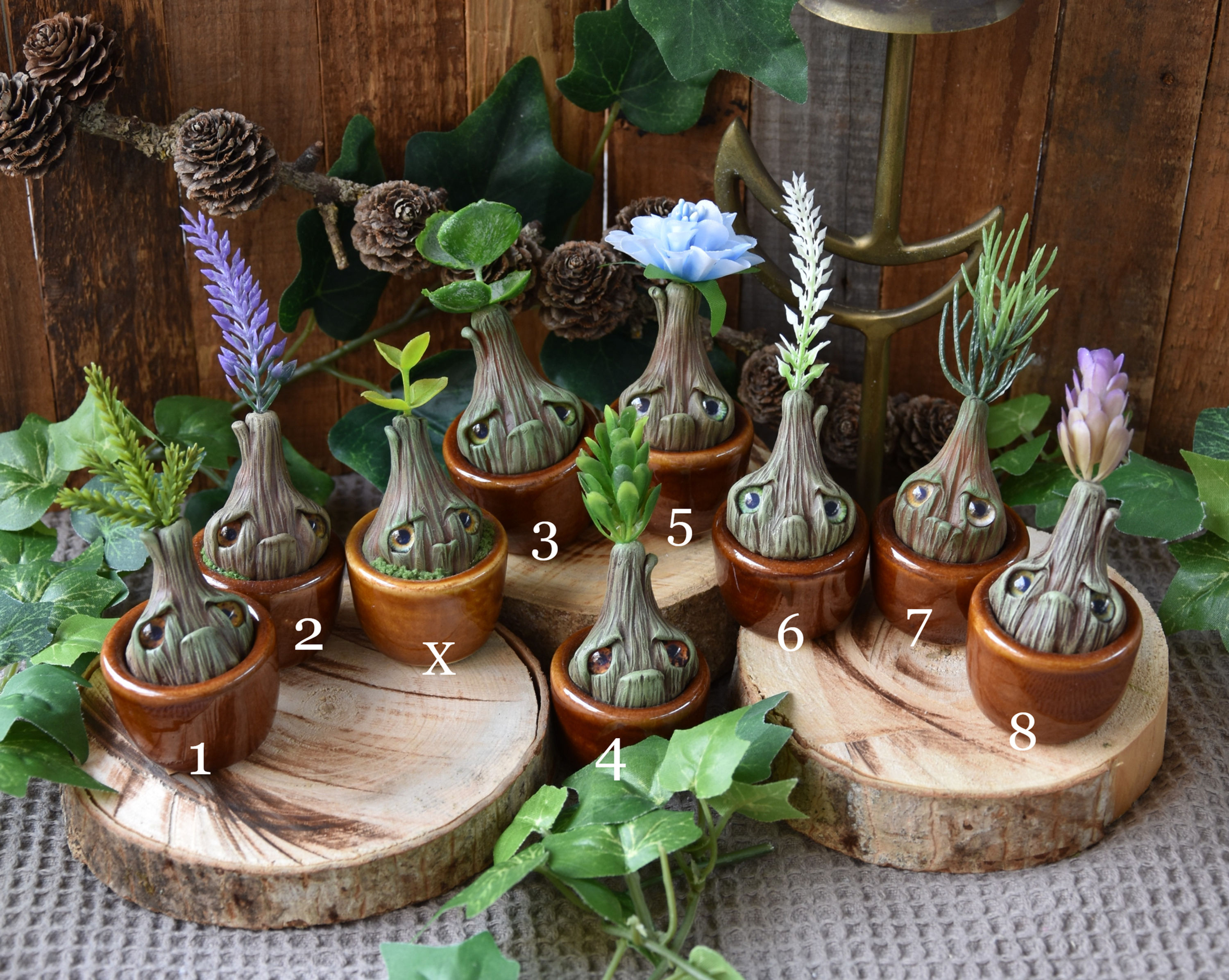 Pousses de la Sorcière (au choix)