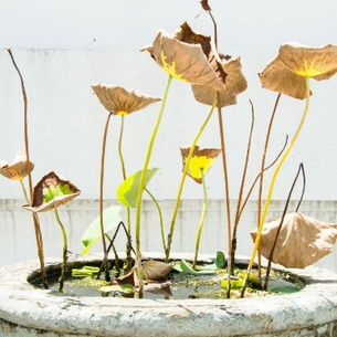 Bitkilerde Yaprak Dökülmesi Ve Bilimsel Sebepleri