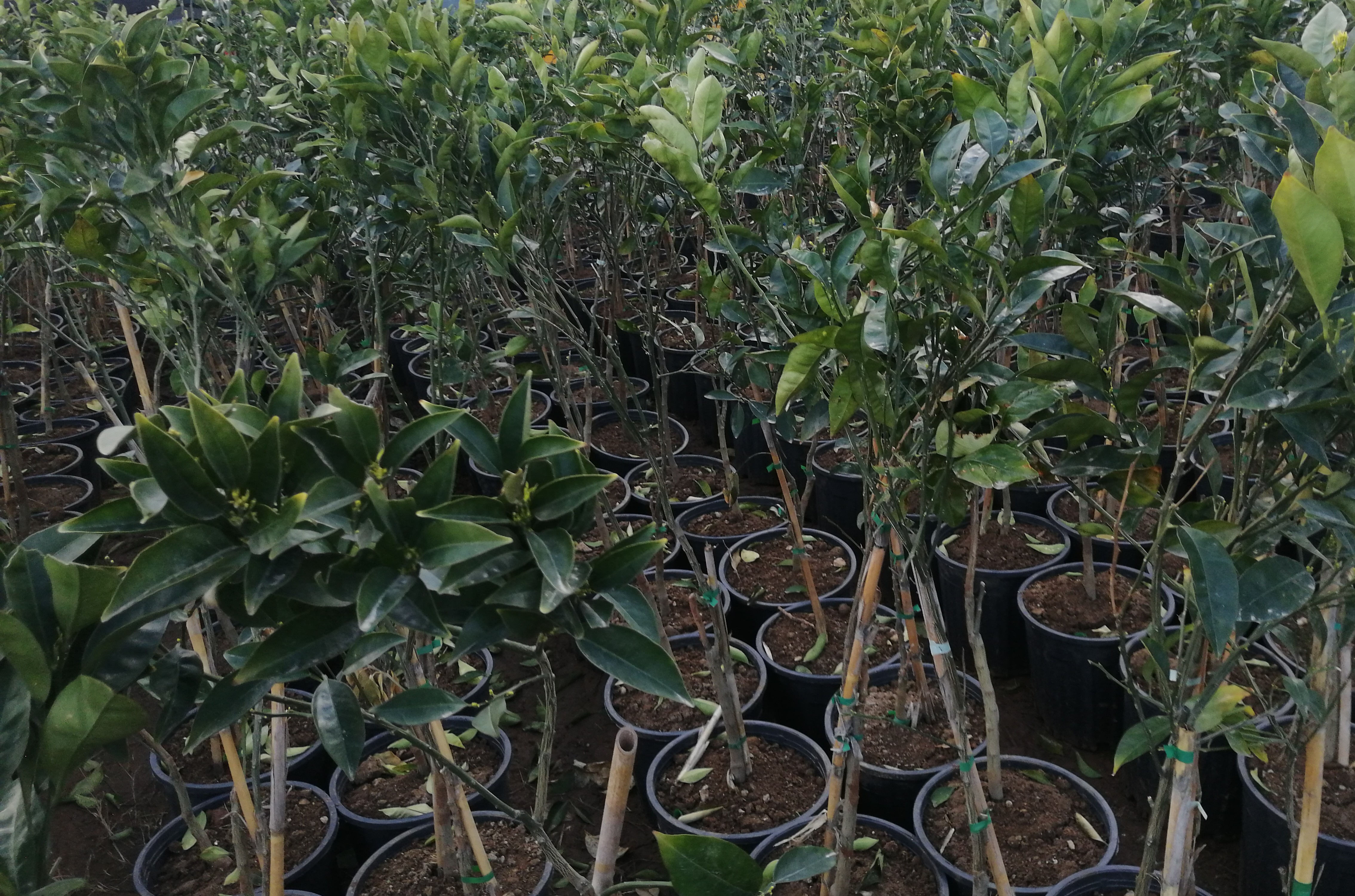 Valensiya Portakal Fidanı ( Citrus Sinensis )