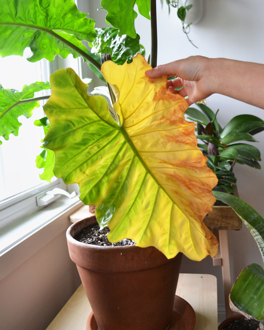 Ev Bitkilerinde Yaprak Sararması Nedenleri ve Kesin Çözüm Yolları