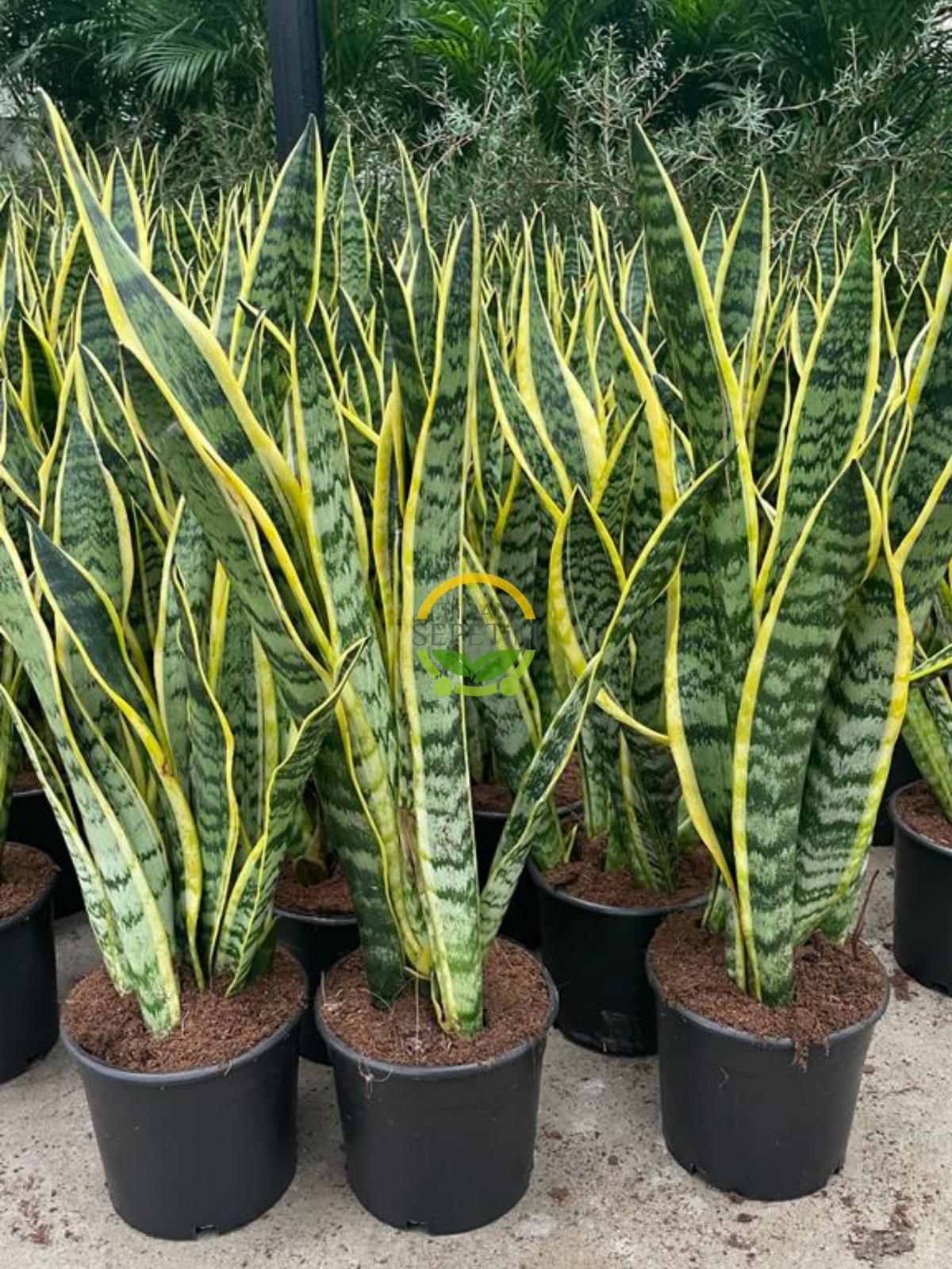 Paşa Kılıcı ( Sansevieria )