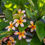 Küçük resim: Plumeria Bitkisi ( Plumeria )