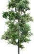 tree_PNG92699.png