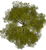 tree-png-top-view-tree-top-png-image-412