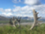 Vaizdas į Denali kalną, aukščiausią kalną ne tik Aliaskoje, bet ir visoje Šiaurės Amerikoje