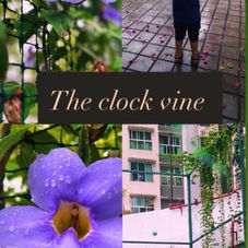The Clock Vine - The Orange Bike