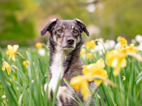 Happy dog in tall grass