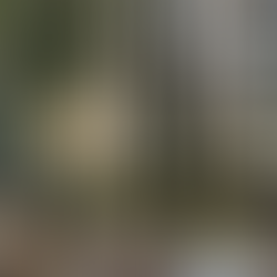 low winter sun in woodland