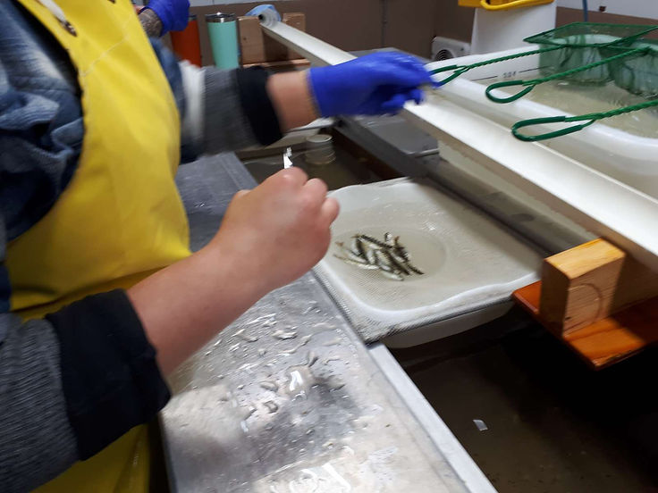 salmon-fin-clipping.jpeg